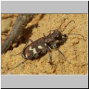 Cicindela hybrida - Duenen-Sandlaufkaefer 01 Sandgrube Niedringhaussee.jpg